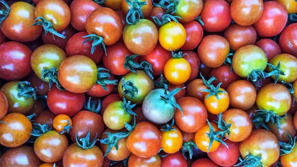 Tomates cherry agroecologicos de la muestra agroecologica de zaragoza